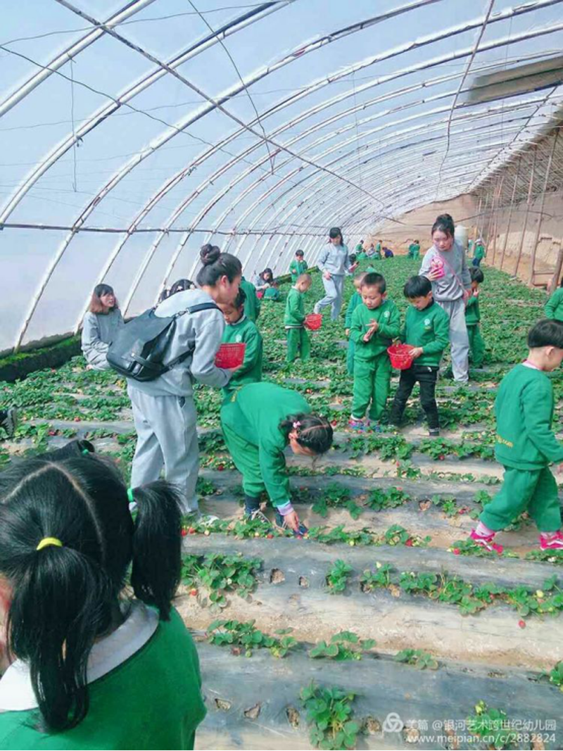 青海省銀河藝術(shù)跨世紀幼兒園：大家一起摘草莓